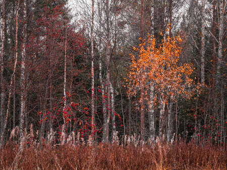 Background with autumn trees with fallen leaves and red rowan in the foreground. Seasonal backgroundの写真素材