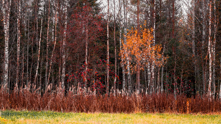 Background with autumn trees with fallen leaves and red rowan in the foreground. Seasonal backgroundの写真素材