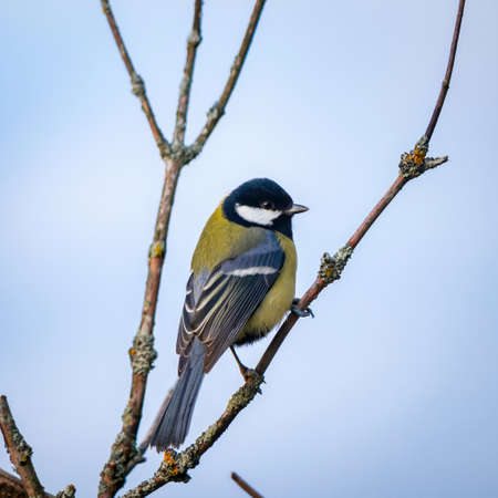 Bird titmouse close-up on a tree branch.の写真素材