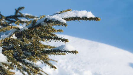 Pine branches in snow on a background of blue sky. Christmas themeの写真素材