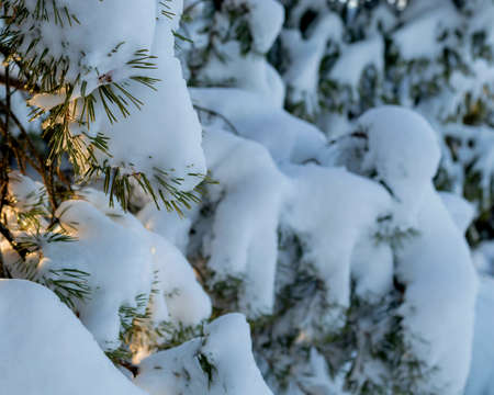 Snow-covered spruce branches close-up with glimpses of sunbeams. Christmas themeの写真素材