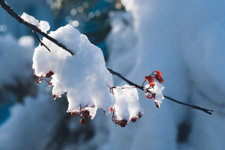 The first snow fell on a branch with red rowan berries.の写真素材