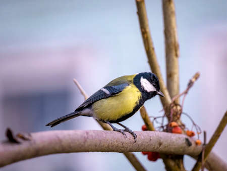 Portrait of a great tit on a branch close-up.の写真素材