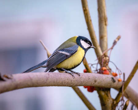 Portrait of a great tit on a branch close-up.の写真素材