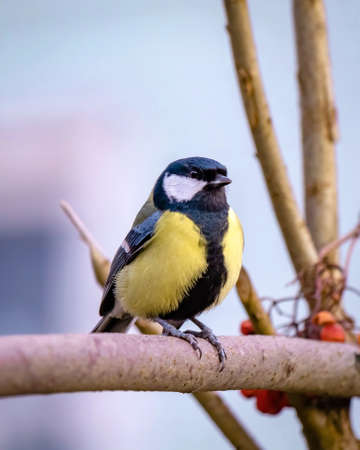 Portrait of a great tit on a branch close-up.の写真素材