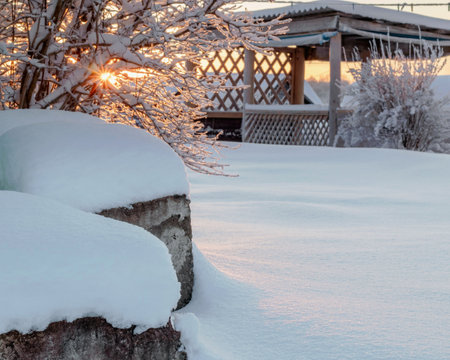 Beautiful winter view with the rays of the sun shining through the branches of the bush. Beauty in natureの写真素材