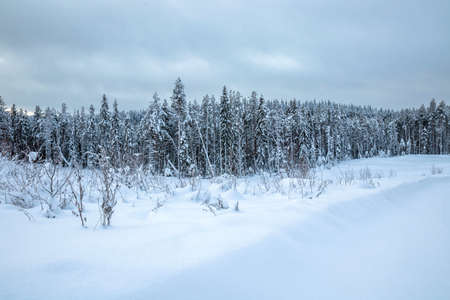 Beautiful winter view of the edge of a pine forest in the forest. travel conceptの写真素材