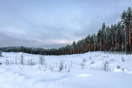 Beautiful winter view of the edge of a pine forest in the forest. travel conceptの写真素材