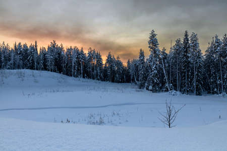 Winter morning in the forest with snow-covered trees, dawn. travel conceptの写真素材