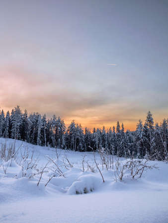 Winter morning in the forest with snow-covered trees, dawn. travel conceptの写真素材