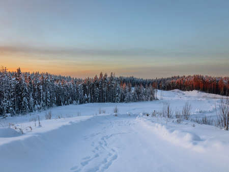 Calm winter view of the pine forest in the forest at sunrise.の写真素材