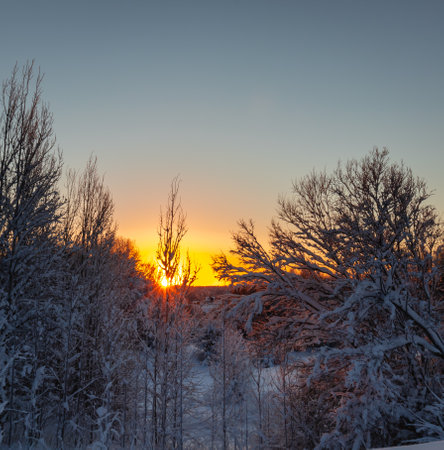 Winter morning in the forest with snow-covered trees, dawn. travel conceptの写真素材