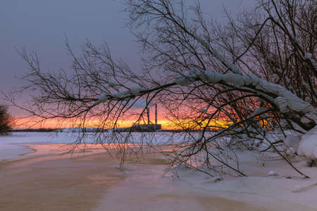 Winter view of the pink morning sky through the branches of a tree from the ice of the river. winter landscapeの写真素材