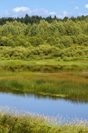 Bright summer landscape with green foliage of trees and blue sky reflection in the river. vertical positionの写真素材