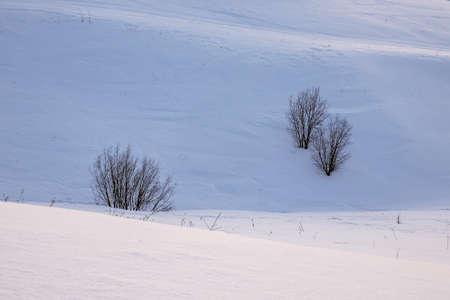 Lonely trees without leaves on the slope of a snow-covered hill. winter minimalismの写真素材