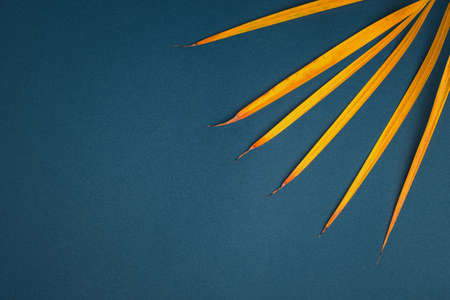 Withered palm branch close-up on a blue background. copyspace.の写真素材