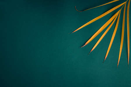 Dried palm branch close-up on a green background. copyspace.の写真素材