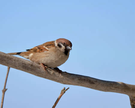 Sparrow bird on a withered branch against the sky. Close up, birdwatchingの写真素材
