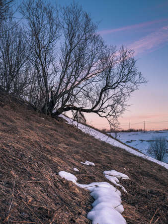 A branched tree on the slope of a ravine with the remains of snow and dry grass against the background of the evening sky. The arrival of spring.の写真素材