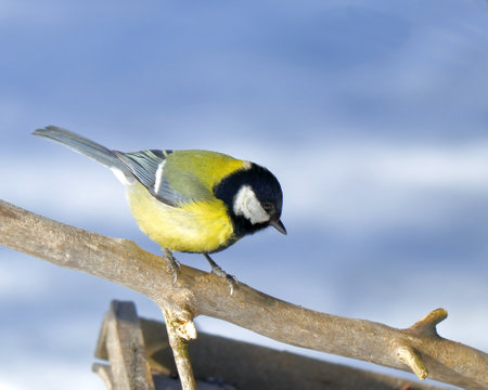 Bird titmouse on a withered branch against the sky. Close up, birdwatchingの写真素材