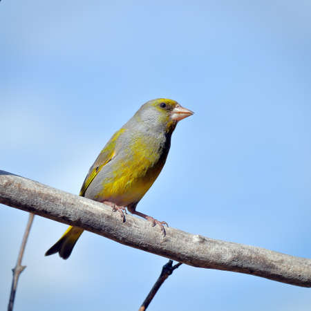 Greenfinch bird close-up on a withered tree branch. bird watchingの写真素材