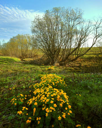 Spring landscape with yellow flowers in a green ravine. bright sunny day.の写真素材