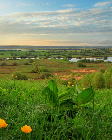 Green grass with dew drops and yellow flowers on the background of a rural meadow with trees.の写真素材