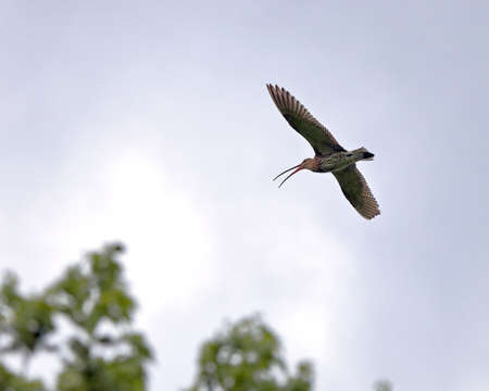 Curlew in flight against the sky.の写真素材