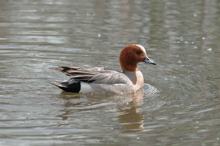 Drake duck Wigeon close-up on the background of the pond. wild ducksの写真素材