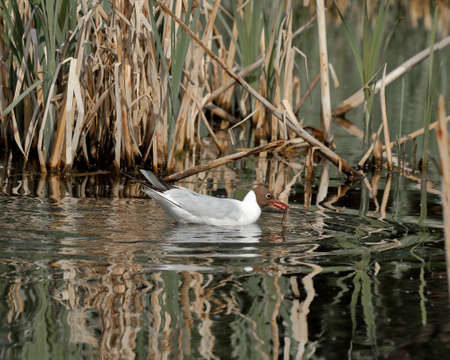 Black-headed gull close-up on the background of the pond. nature of wild birdsの写真素材