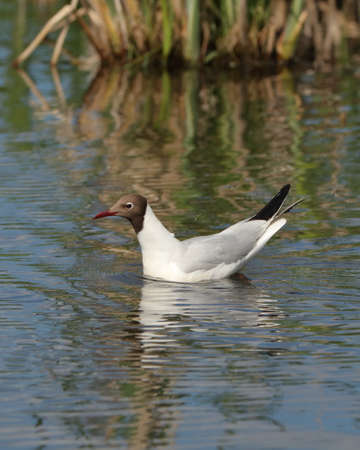 Black-headed gull close-up on the background of the pond. nature of wild birdsの写真素材