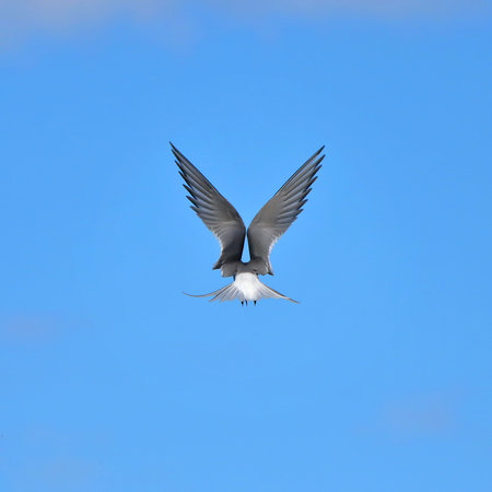 Common tern in flight against a blue sky. nature of wild birdsの写真素材
