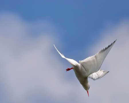 Common tern in flight against a blue sky. nature of wild birdsの写真素材