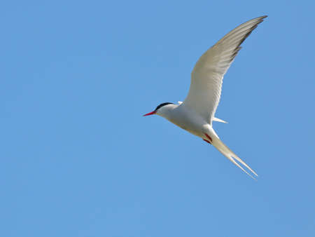 Common tern in flight against a blue sky. nature of wild birdsの写真素材