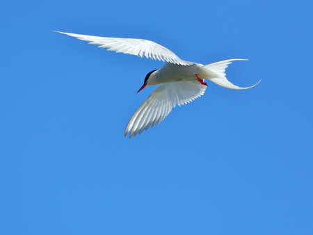 Common tern in flight against a blue sky. nature of wild birdsの写真素材