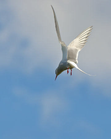 Common tern in flight against a blue sky. nature of wild birdsの写真素材
