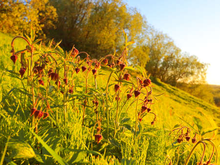 Water avens flowers close up on a hillside in the backlight of the sun. summer landscapesの写真素材