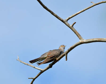 Cuckoo on the branches of a withered tree. nature of wild birdsの写真素材