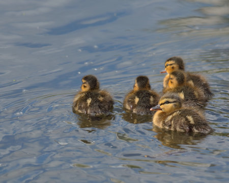 Fluffy ducklings close-up on the water. nature of wild birdsの写真素材