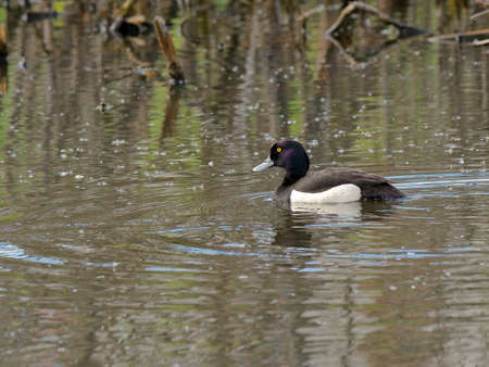 Drake duck Tufted duck close-up on the background of the pond. wild ducksの写真素材