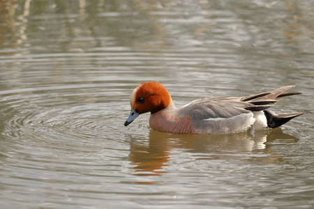 Drake duck Wigeon close-up on the background of the pond. wild ducksの写真素材