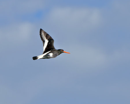 Oystercatcher bird in flight against the sky. bird watchingの写真素材