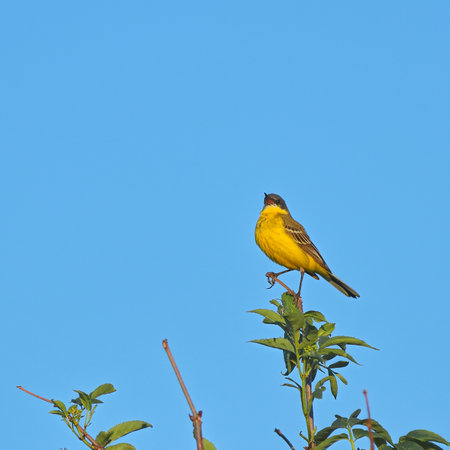 A yellow wagtail bird on top of a bush against a blue sky. bird watchingの写真素材