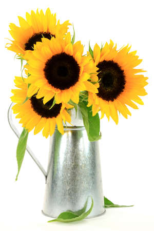 Bouquet of four sunflowers in metal pitcher  jug  over white background の写真素材