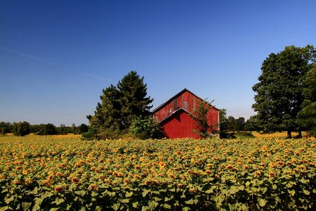 Sunflowers field and Buildings of Agriculture Farm for Sunflowers  Picture is done from public place   from the shoulder of Highway   の写真素材