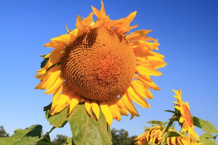 Sunflower in the field  の写真素材