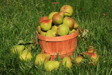 Harvesting pears in the garden in bushel and over the grass in sunny day の写真素材
