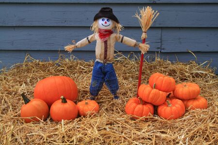 Thanksgiving harvest and autumn decoration. Scarecrow guarding the harvested pumpkins on piles over hayの写真素材