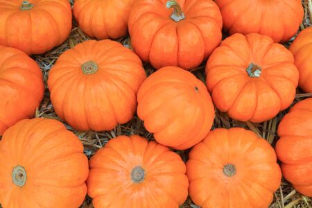 Thanksgiving, autumn (fall)  and harvest  symbols orange  pumpkins over hay very suitable for background.の写真素材