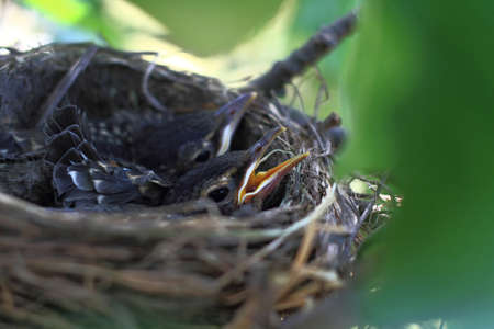 Grow up hatchlings of American Robin Bird in the nest over the apple tree during the early summer waiting to be fed up from their parents.の写真素材